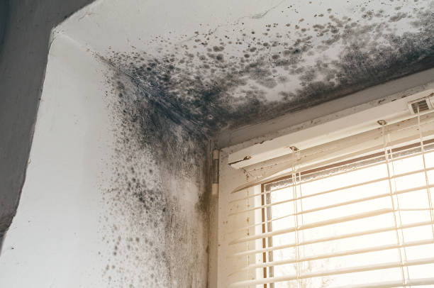 Affordable Mold Cleanup solutions in Estero, FL